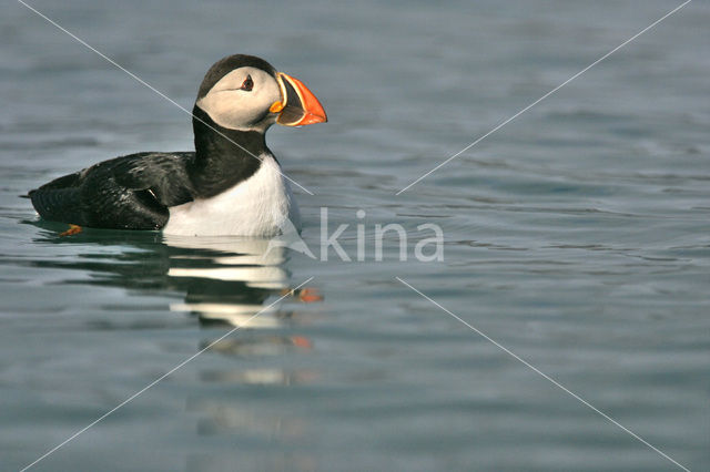 Atlantic Puffin (Fratercula arctica)