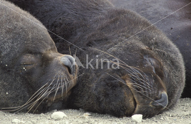 South American sea lion (Otaria flavescens)