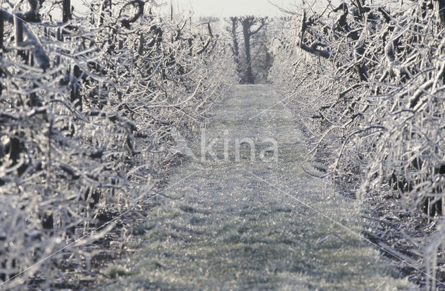 Pear (Pyrus communis)