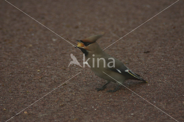 Bohemian Waxwing (Bombycilla garrulus)