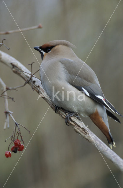 Bohemian Waxwing (Bombycilla garrulus)
