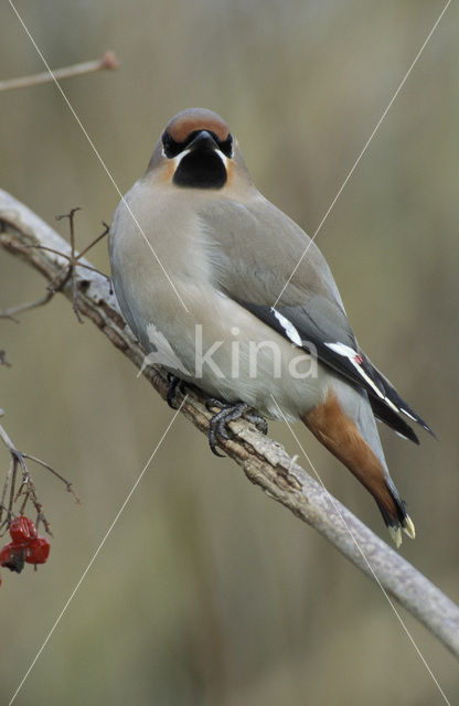 Bohemian Waxwing (Bombycilla garrulus)