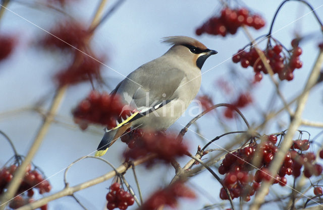 Bohemian Waxwing (Bombycilla garrulus)