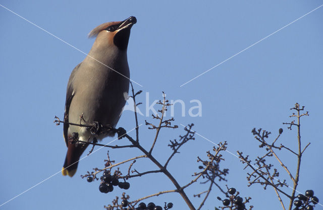 Bohemian Waxwing (Bombycilla garrulus)