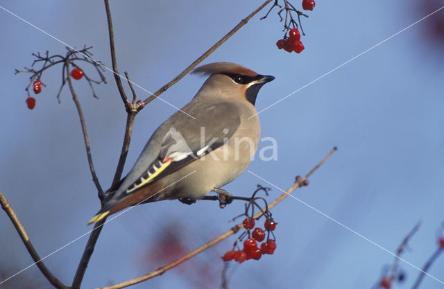 Bohemian Waxwing (Bombycilla garrulus)
