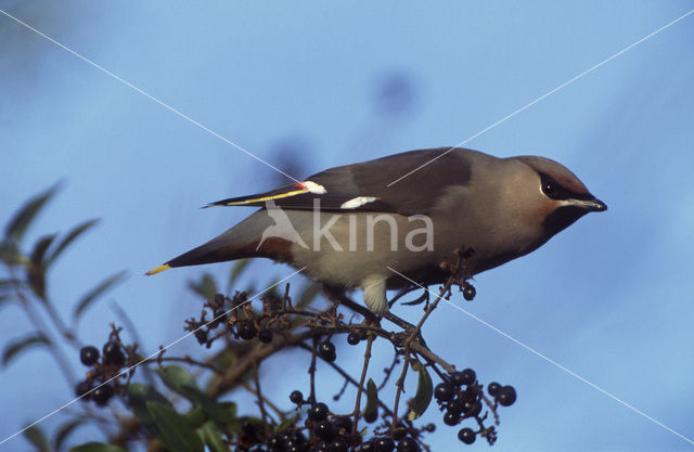 Bohemian Waxwing (Bombycilla garrulus)