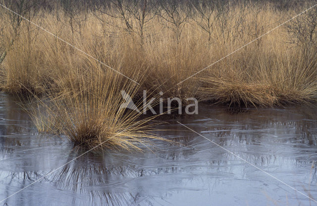 Pijpestrootje (Molinia caerulea)