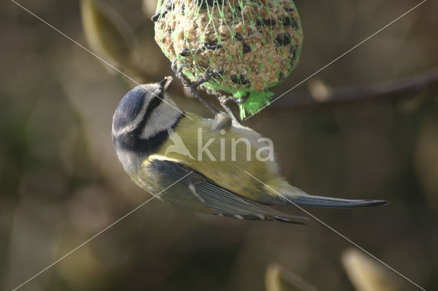 Blue Tit (Parus caeruleus)