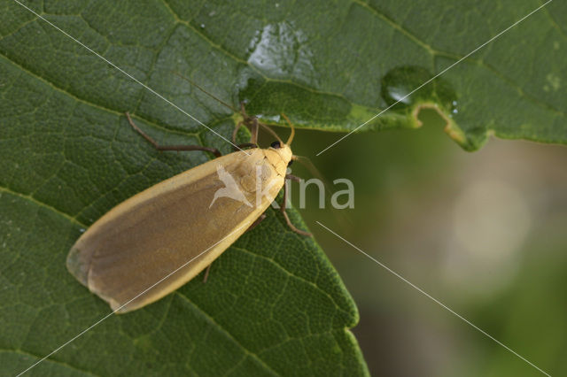 Plat beertje (Eilema lurideola)