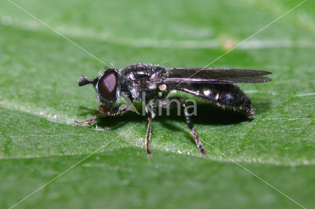 Hoverfly (Pipiza sp.)