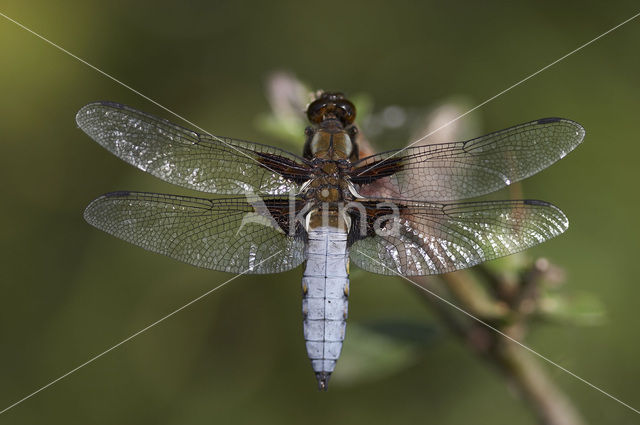 Broad-bodied Chaser (Libellula depressa)