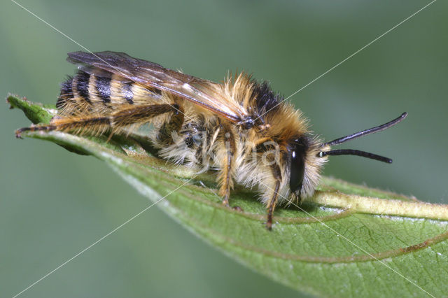 Pluimvoetbij (Dasypoda hirtipes)