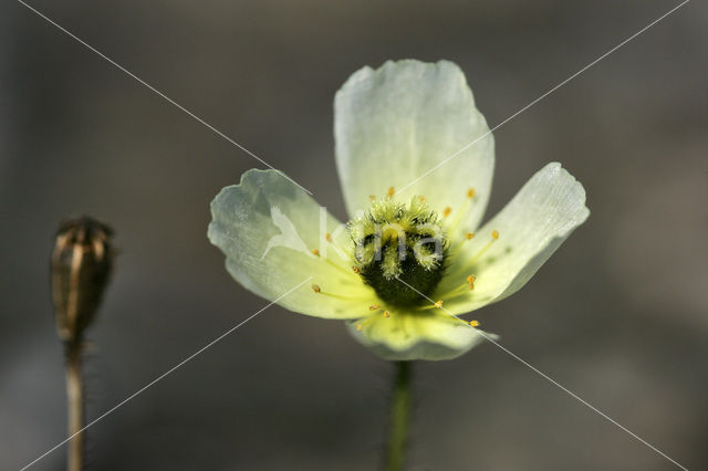 Svalbard Poppy (Papaver dahlianum)