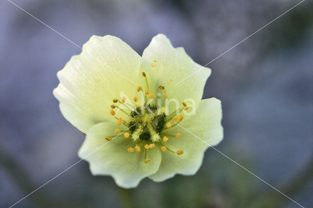 Svalbard Poppy (Papaver dahlianum)