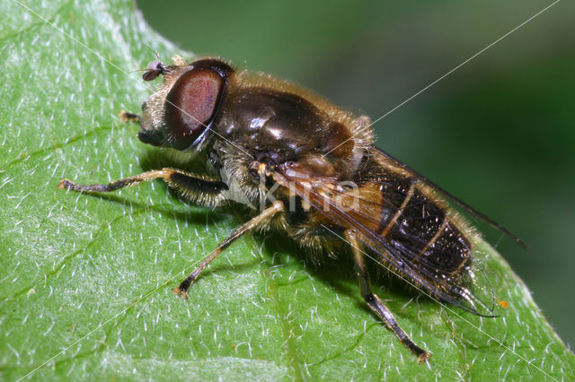 Puntbijvlieg (Eristalis nemorum)