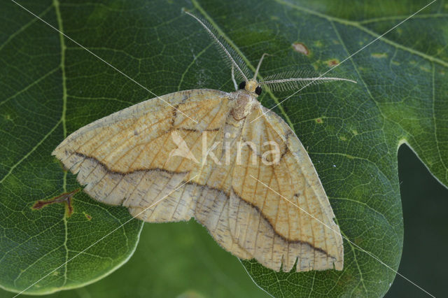 Puntige zoomspanner (Epione repandaria)