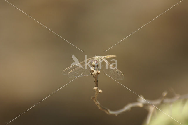 Violet-marked Darter (Trithemis annulata)