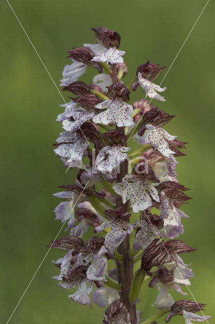 Lady Orchid (Orchis purpurea)