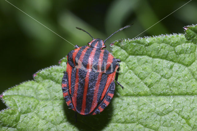 black and red striped bug (Graphosoma lineatum