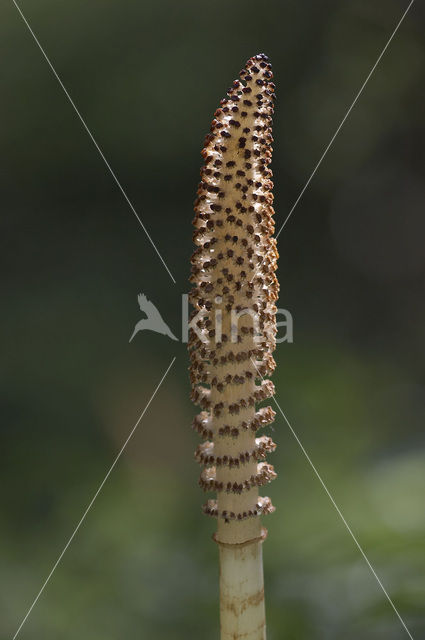 Great Horsetail (Equisetum telmateia)