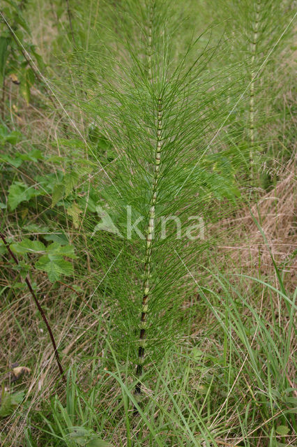 Great Horsetail (Equisetum telmateia)