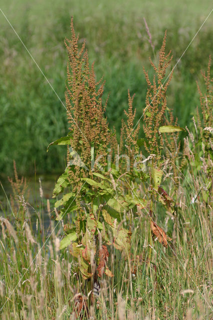 Ridderzuring (Rumex obtusifolius)