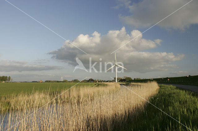 Riet (Phragmites australis)