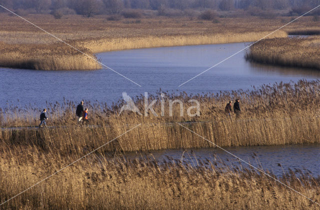 Riet (Phragmites australis)