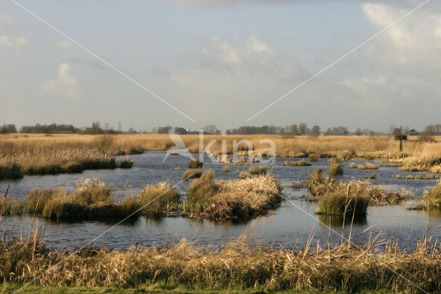 Common Reed (Phragmites australis)