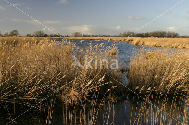 Common Reed (Phragmites australis)