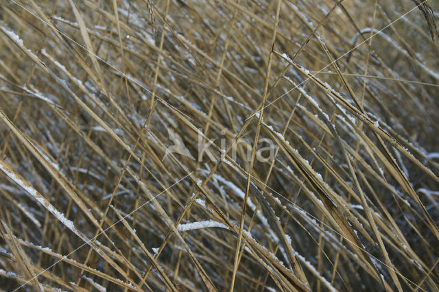 Riet (Phragmites australis)