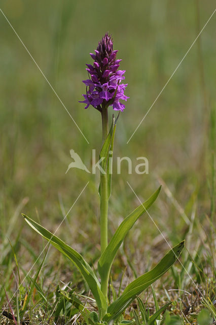 Southern Marsh-orchid (Dactylorhiza praetermissa)