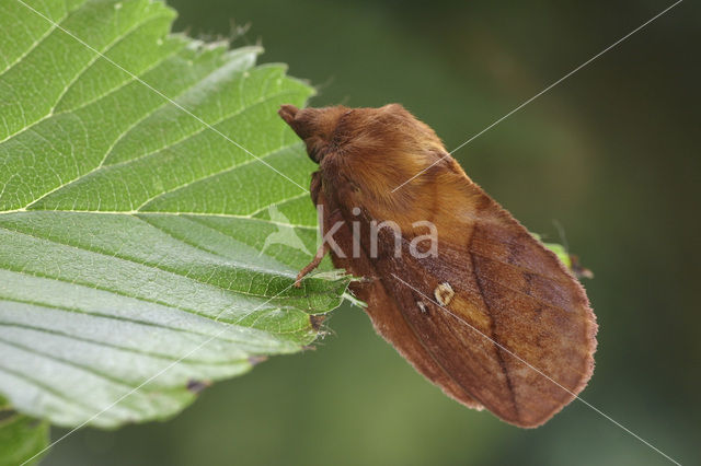 The Drinker (Euthrix potatoria)