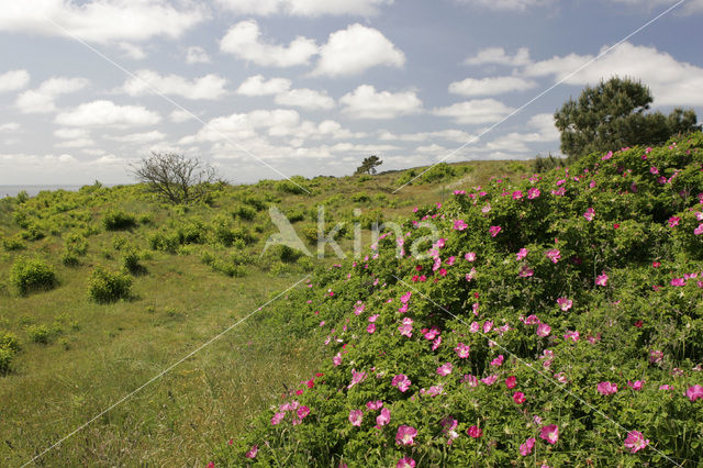 Rimpelroos (Rosa rugosa)