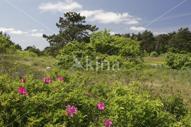 Rimpelroos (Rosa rugosa)