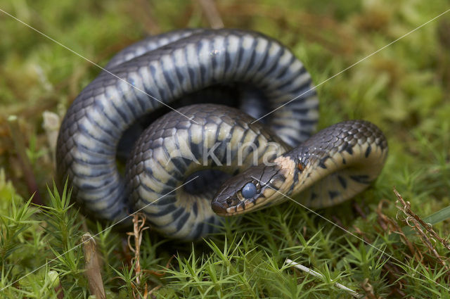 Grass Snake (Natrix natrix)