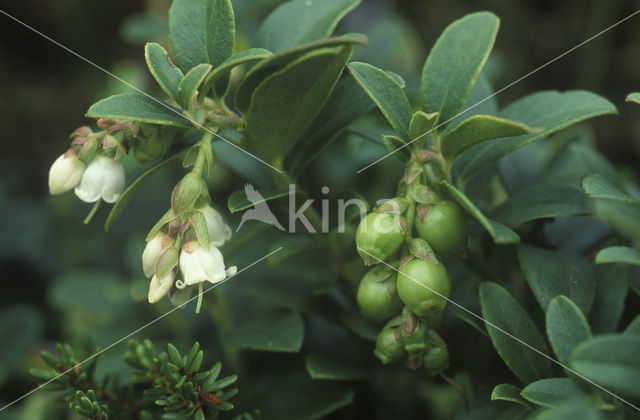 Bog Cranberry