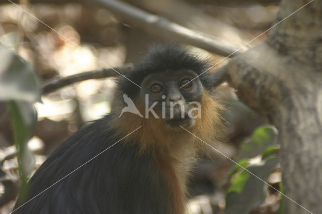 Rode franjeaap (Procolobus badius)