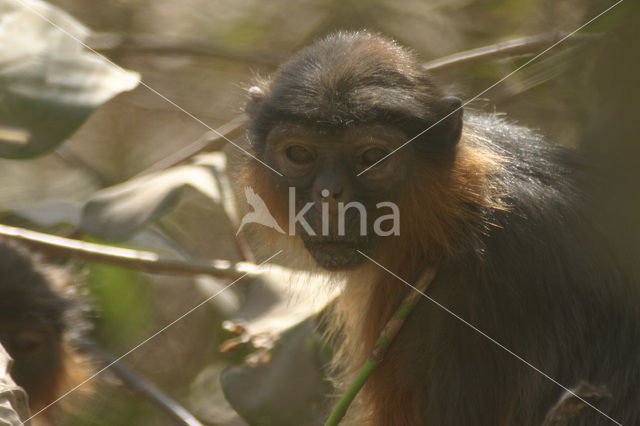 Rode franjeaap (Procolobus badius)