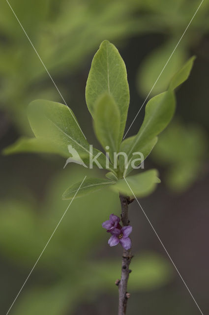 Rood peperboompje (Daphne mezereum)