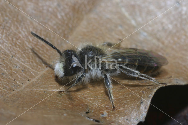 Roodbuikje (Andrena ventralis)