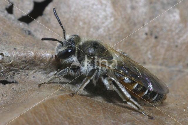 Roodbuikje (Andrena ventralis)