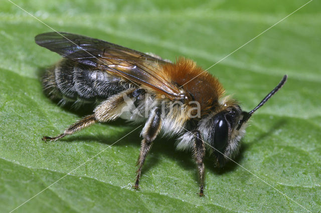 Early Mining Bee (Andrena haemorrhoa)