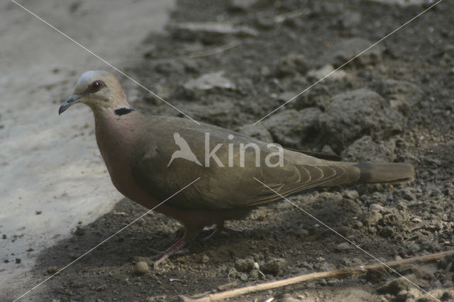 Roodoogtortel (Streptopelia semitorquata)