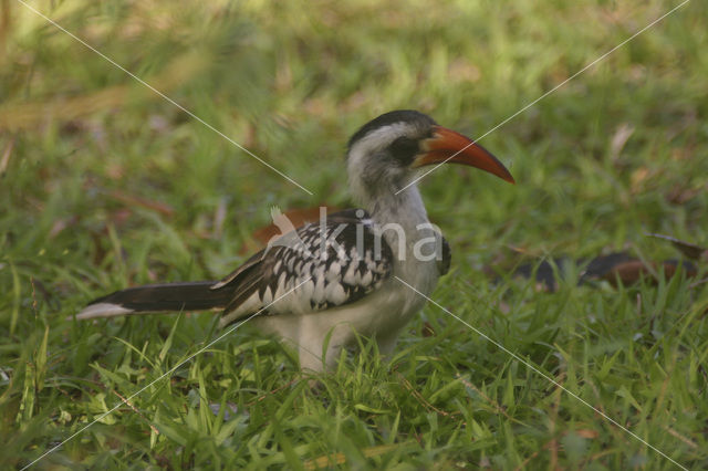 Red-billed Hornbill (Tockus erythrorhynchus)