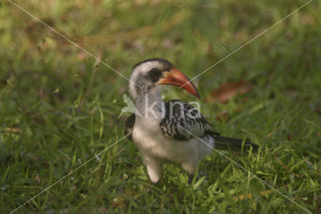 Red-billed Hornbill (Tockus erythrorhynchus)