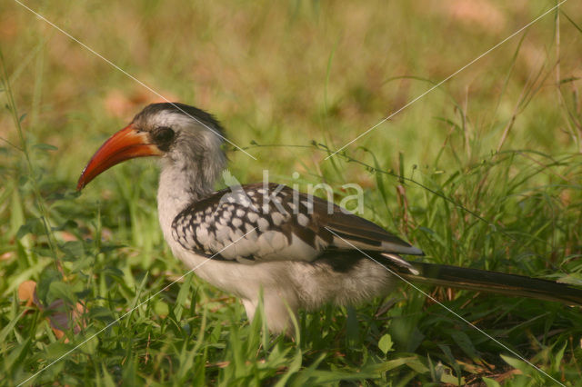 Red-billed Hornbill (Tockus erythrorhynchus)