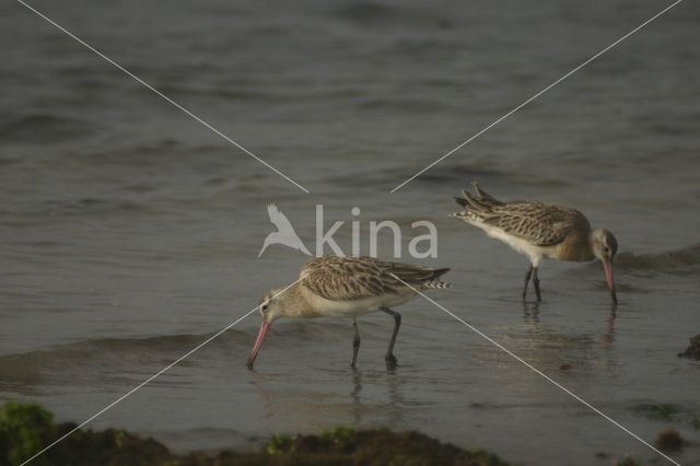 Bar-tailed Godwit (Limosa lapponica)