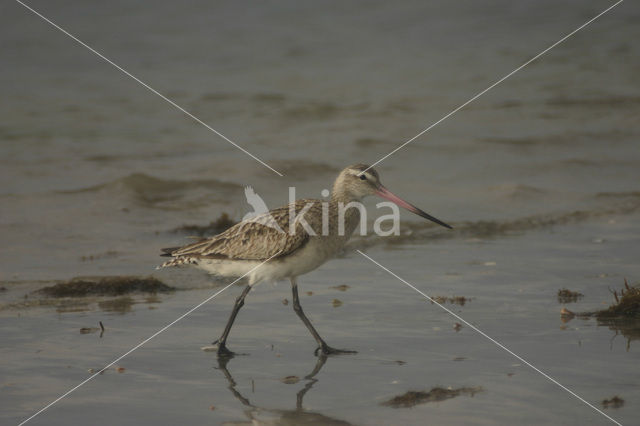 Bar-tailed Godwit (Limosa lapponica)