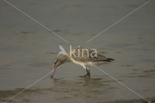 Bar-tailed Godwit (Limosa lapponica)